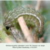 kretania eurypilus zamotajlovi larva 1